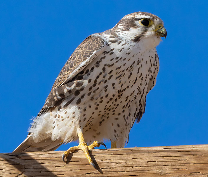 Prairie Falcon Falco mexicanus 