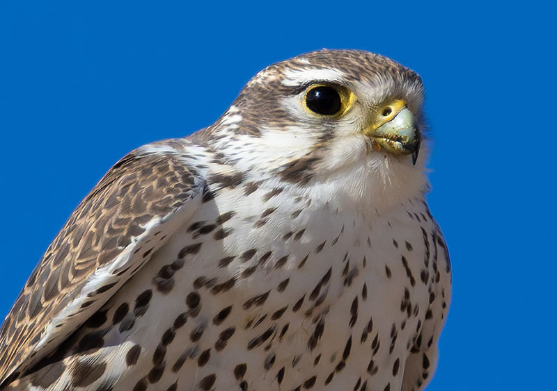 Prairie Falcon Falco mexicanus 
