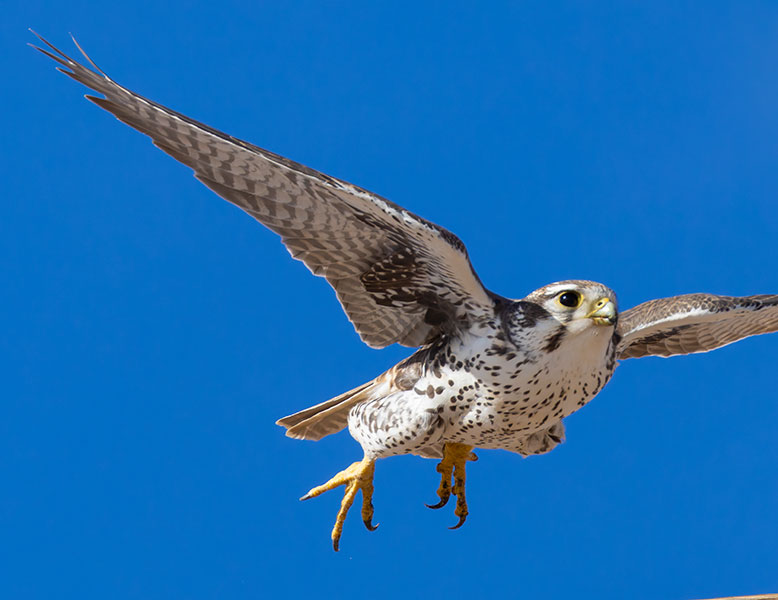Prairie Falcon Falco mexicanus 