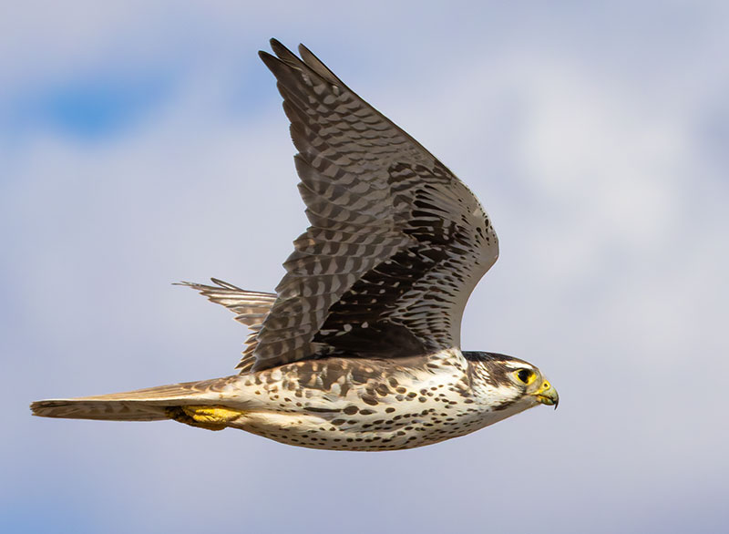 Prairie Falcon Falco mexicanus 