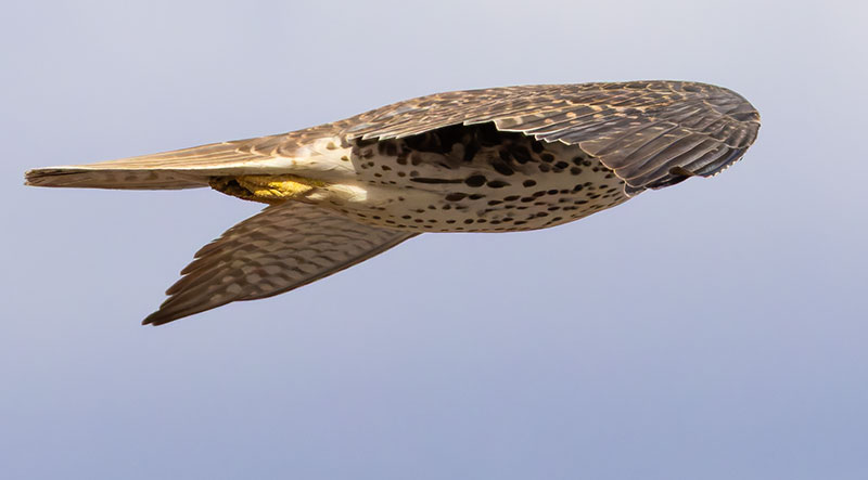 Prairie Falcon Falco mexicanus 