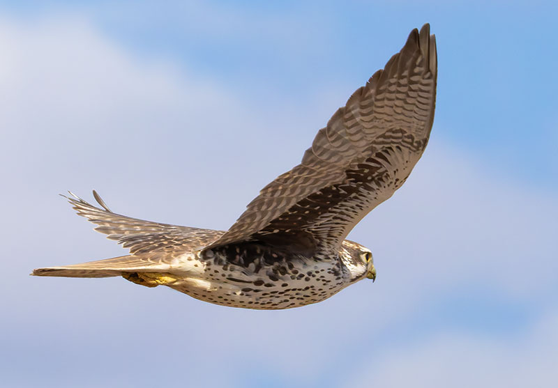 Prairie Falcon Falco mexicanus 