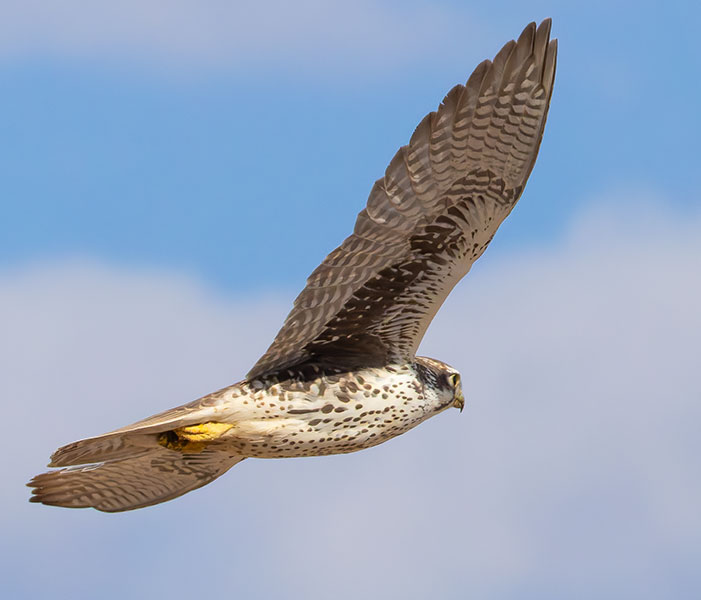 Prairie Falcon Falco mexicanus 
