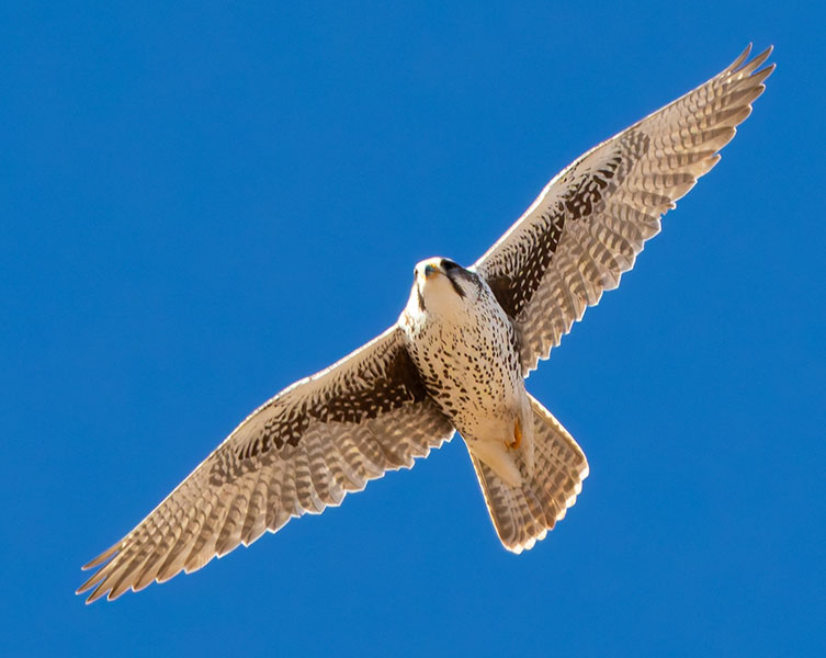 Prairie Falcon Falco mexicanus 