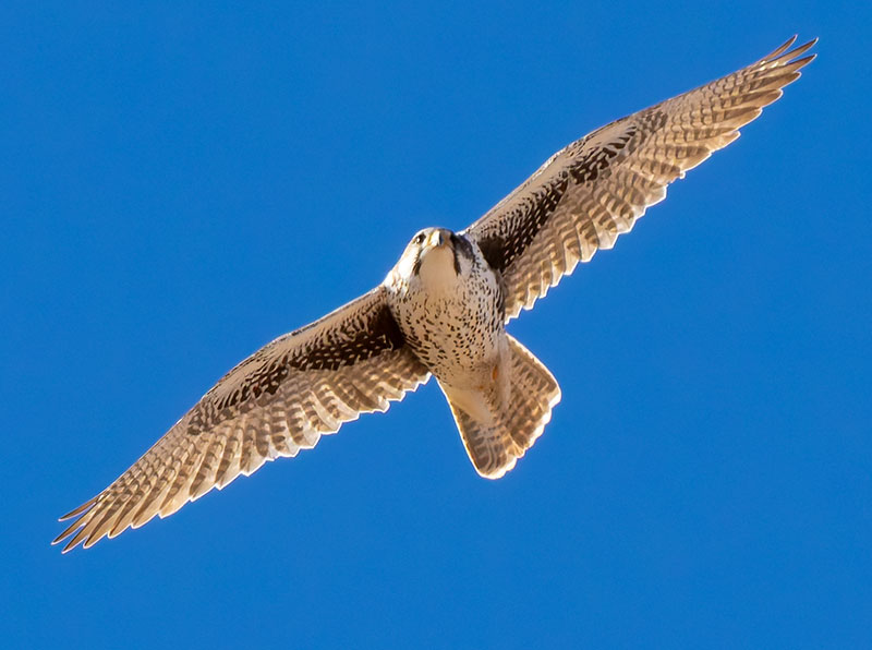 Prairie Falcon Falco mexicanus 