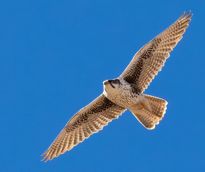 Prairie Falcon Falco mexicanus 