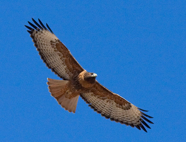 Red Tailed Hawk Buteo jamaicensis in flight, flying