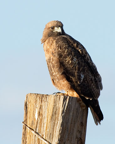 Red Tailed Hawk Buteo jamaicensis