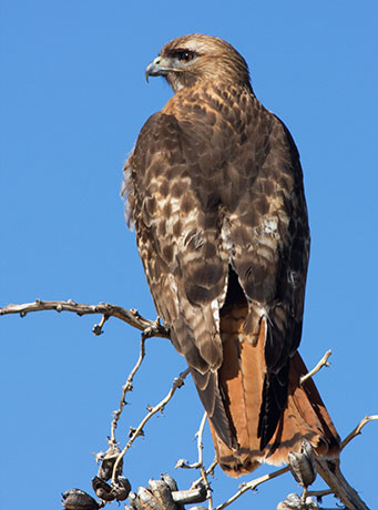 Red-tailed Hawk Buteo jamaicensis