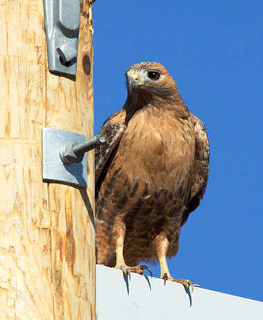 Red-tailed Hawk Buteo jamaicensis