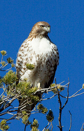 Red-tailed Hawk Buteo jamaicensis