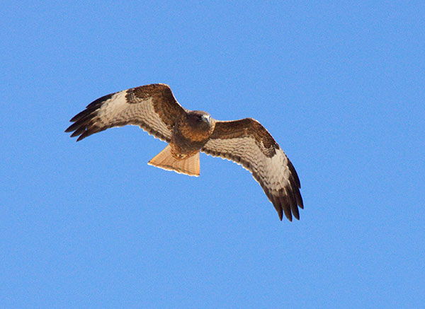 Red-tailed Hawk Buteo jamaicensis