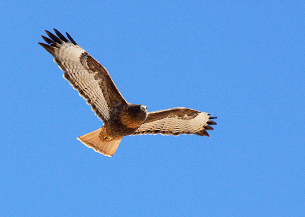 Red-tailed Hawk Buteo jamaicensis