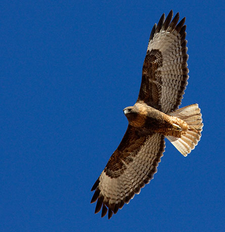 Red-tailed Hawk Buteo jamaicensis