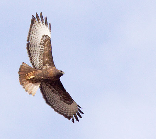 Red-tailed Hawk Buteo jamaicensis