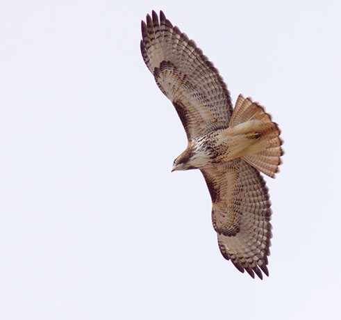 Red-tailed Hawk Buteo jamaicensis