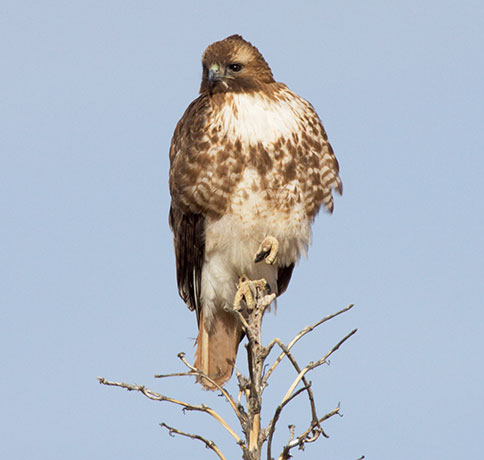 Red-tailed Hawk Buteo jamaicensis