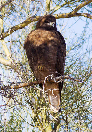 Red-tailed Hawk Buteo jamaicensis