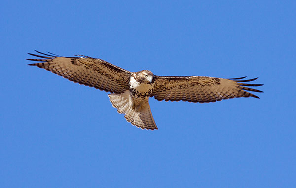 Red-tailed Hawk Buteo jamaicensis