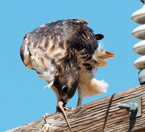 Red-tailed Hawk Buteo jamaicensis