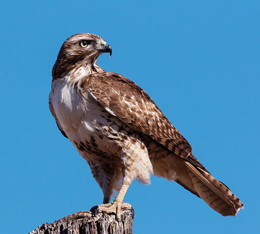 Red-tailed Hawk Buteo jamaicensis