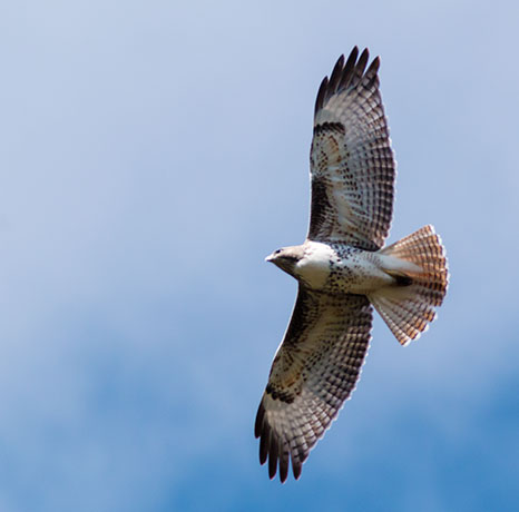 Red-tailed Hawk Buteo jamaicensis