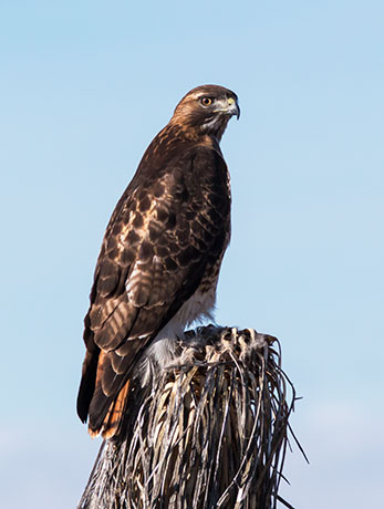 Red-tailed Hawk Buteo jamaicensis