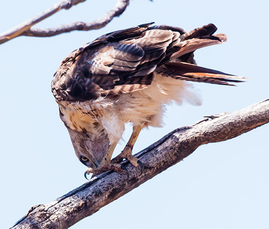 Red-tailed Hawk Buteo jamaicensis