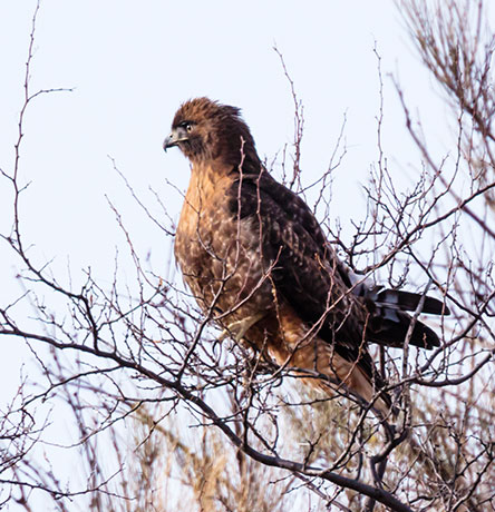 Red-tailed Hawk Buteo jamaicensis