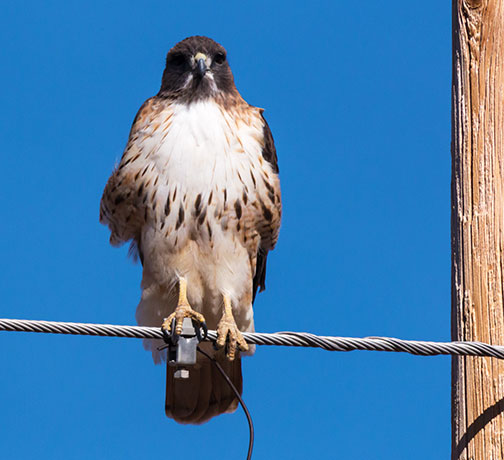 Red-tailed Hawk Buteo jamaicensis fuertesi
