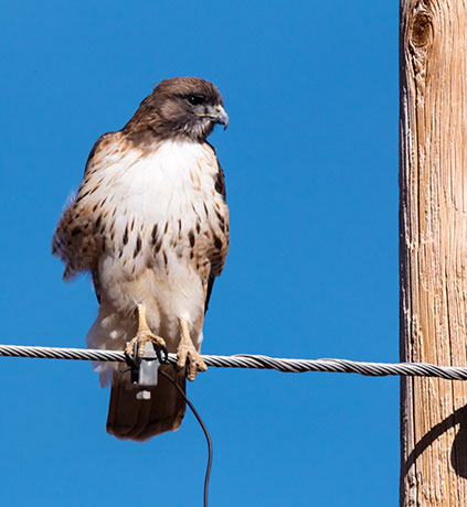 Red-tailed Hawk Buteo jamaicensis fuertesi
