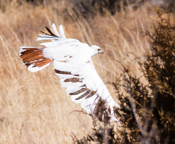 Leucistic Red-tailed Hawk Buteo jamaicensis