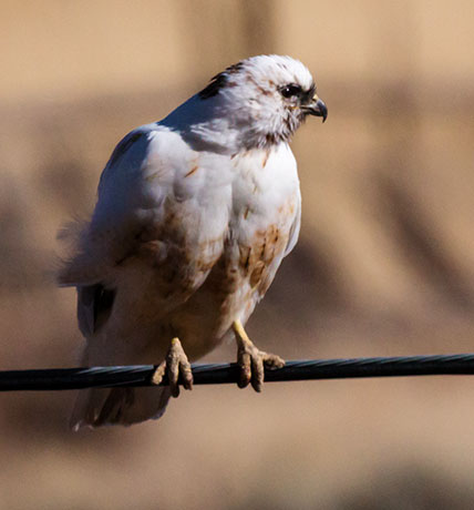 Leucistic Red-tailed Hawk Buteo jamaicensis 