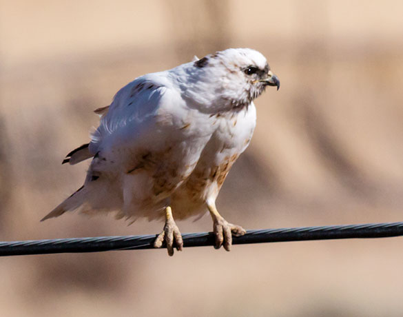 Leucistic Red-tailed Hawk Buteo jamaicensis