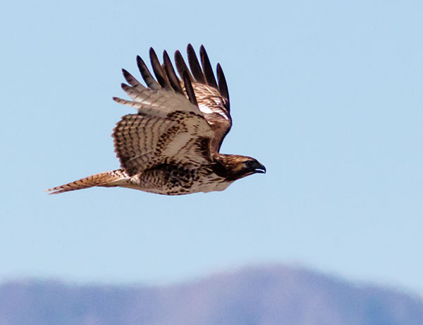 Red-tailed Hawk Buteo jamaicensis