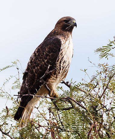 Red-tailed Hawk Buteo jamaicensis