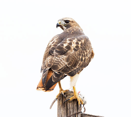 Red-tailed Hawk Buteo jamaicensis