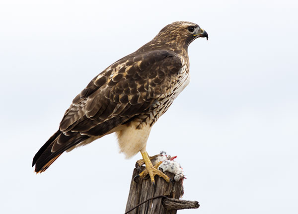 Red-tailed Hawk Buteo jamaicensis