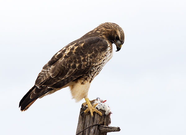 Red-tailed Hawk Buteo jamaicensis