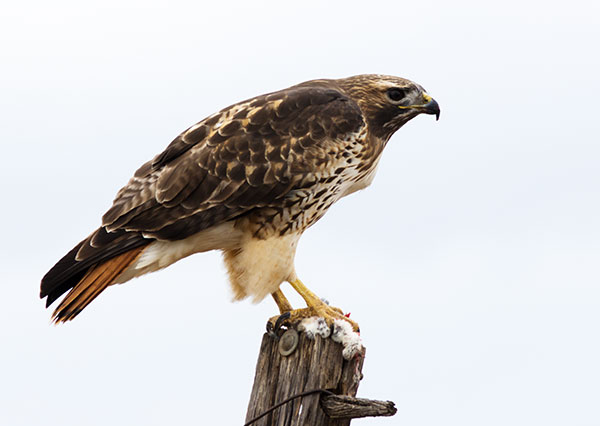 Red-tailed Hawk Buteo jamaicensis