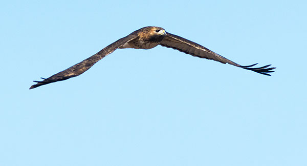 Red-tailed Hawk Buteo jamaicensis