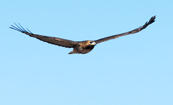 Red-tailed Hawk Buteo jamaicensis