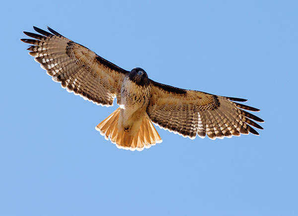Red-tailed Hawk Buteo jamaicensis