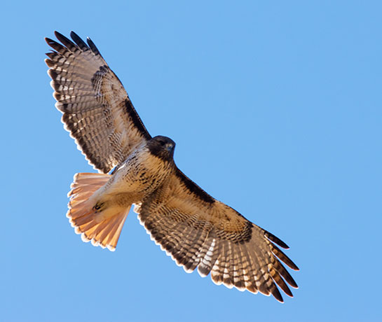 Red-tailed Hawk Buteo jamaicensis