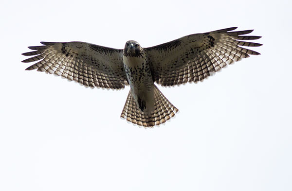 Red-tailed Hawk Buteo jamaicensis