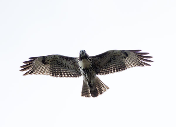 Red-tailed Hawk Buteo jamaicensis