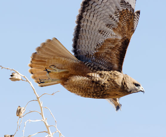 Red-tailed Hawk Buteo jamaicensis