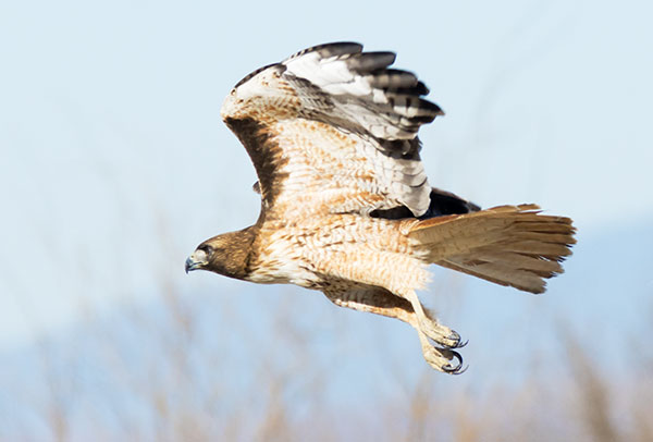 Red-tailed Hawk Buteo jamaicensis