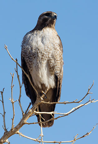 Red-tailed Hawk Buteo jamaicensis fuertesi