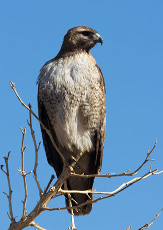 Red-tailed Hawk Buteo jamaicensis fuertesi